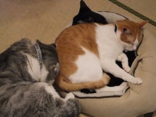 写真データ読み込みエラー